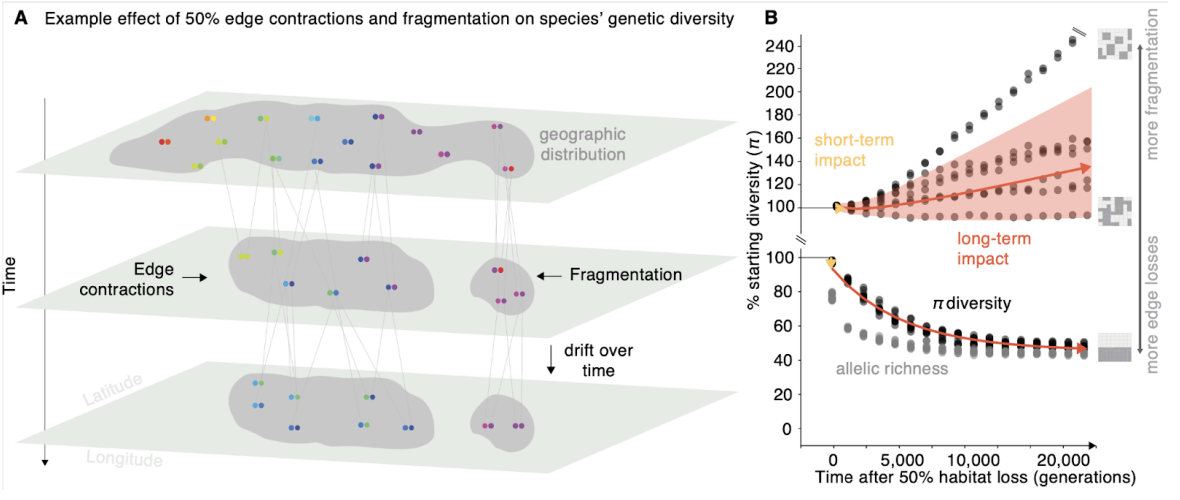 Building a genetic diversity predictive framework for conservation policy